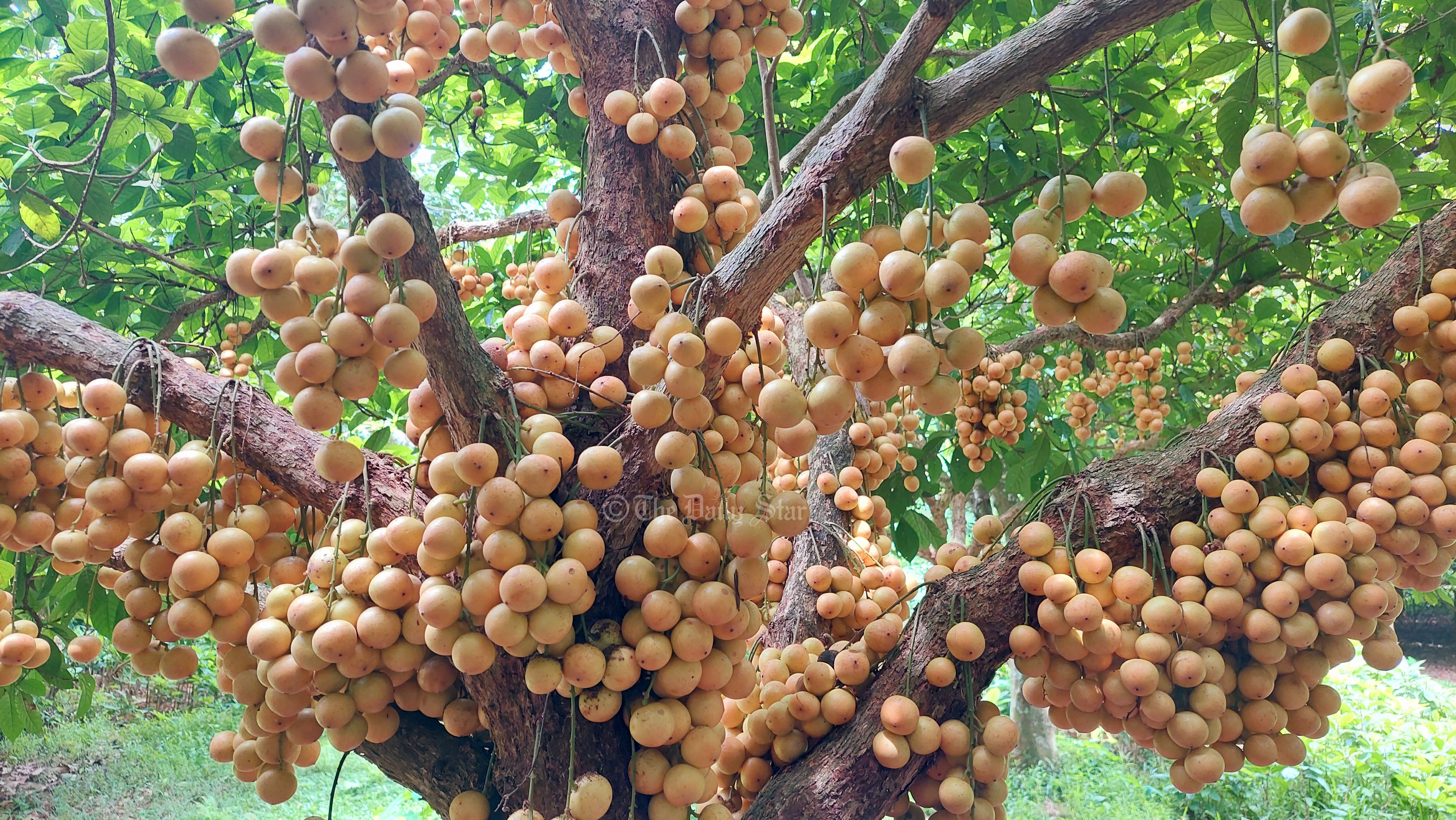 ফলনের পাশাপাশি চাহিদাও বেশি, লটকনে কৃষকের হাসি