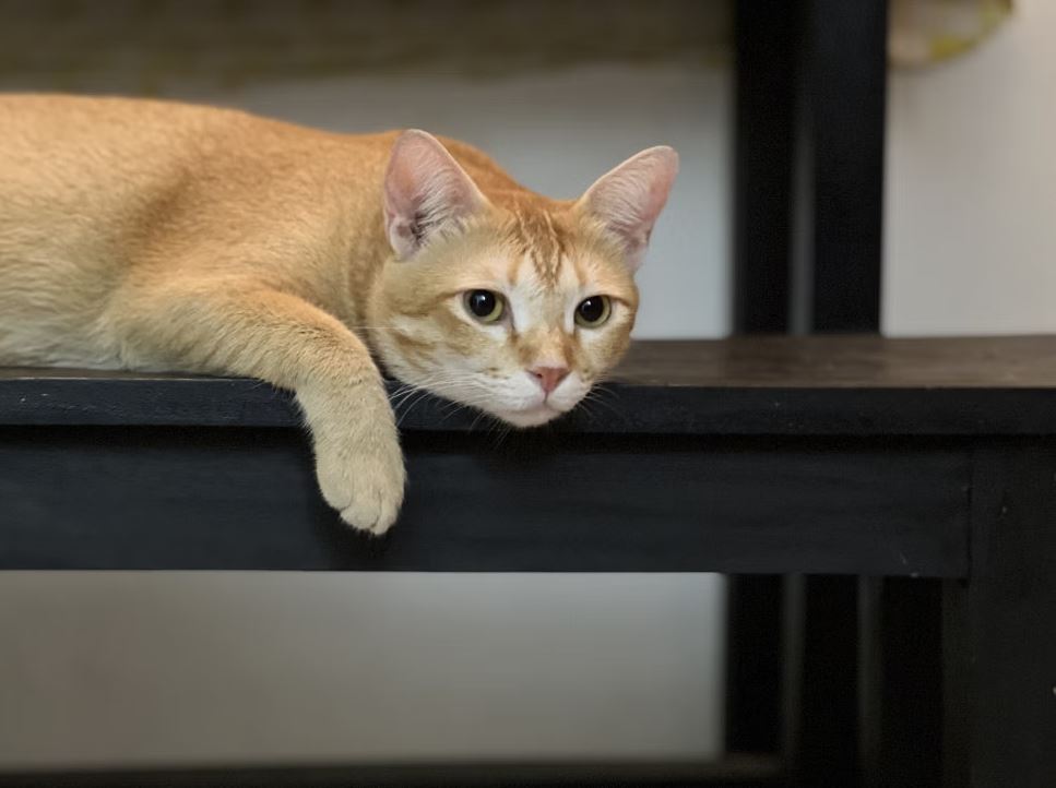 বাড়িতে পোষা প্রাণী আনার আগে যে ৮ বিষয় বিবেচনা করবেন