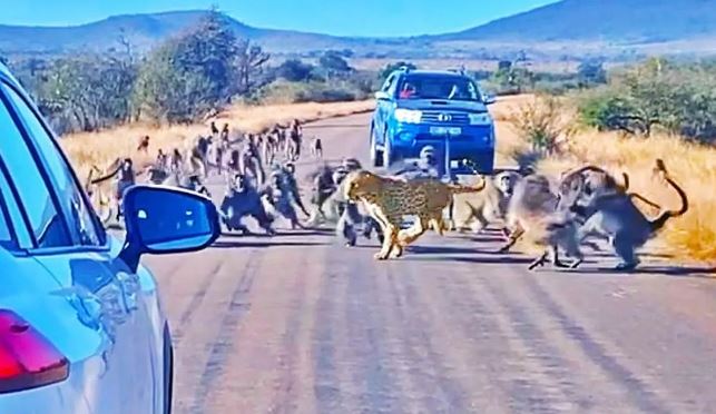 বেবুনের হামলার শিকার চিতাবাঘ