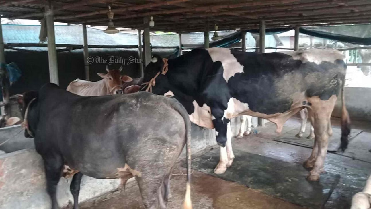 সকালে ১৬টি গরুকে খাবার খাওয়ান, কিছুক্ষণ পর দেখেন ১১টি মৃত