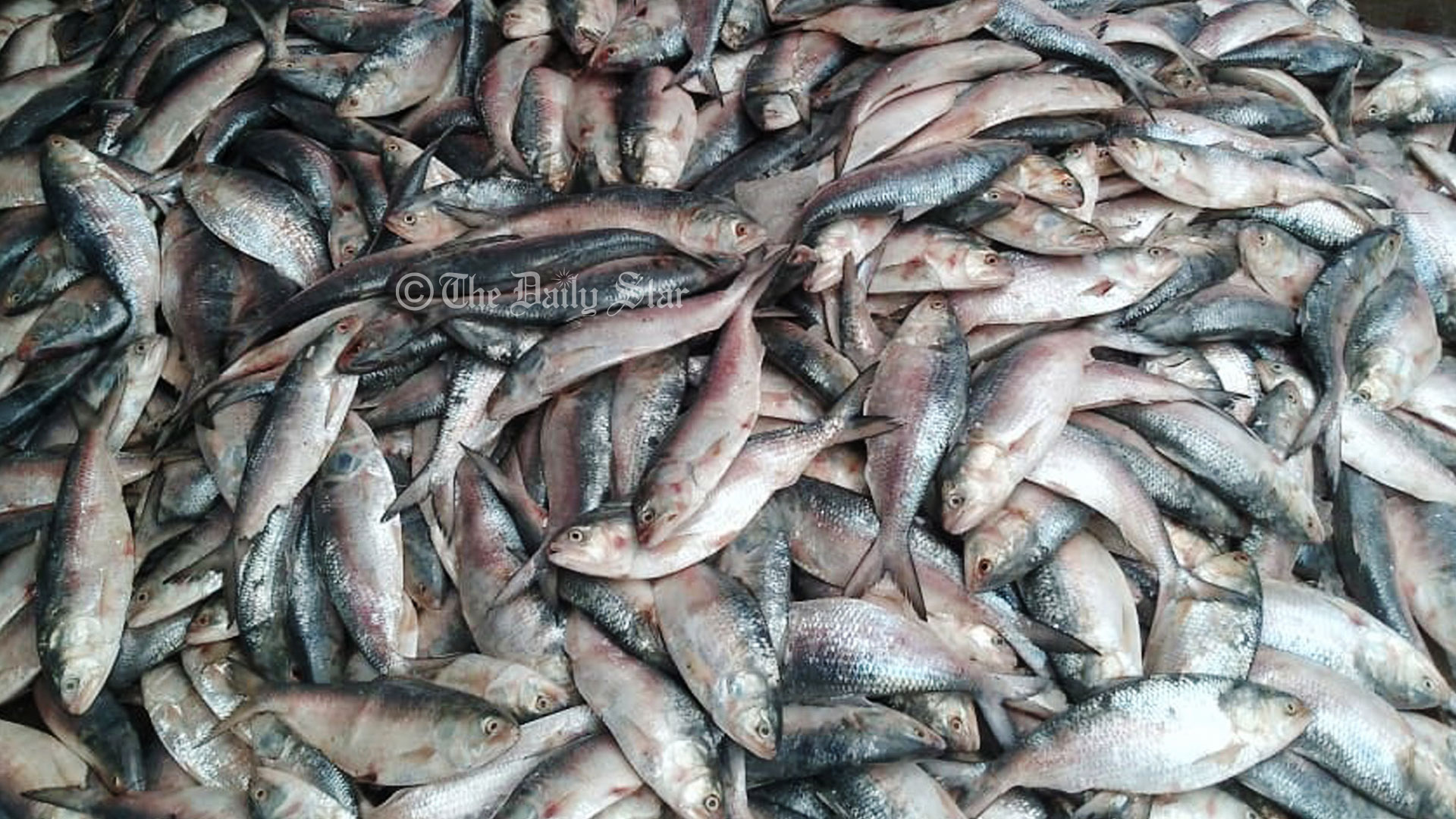 জাল ফেললেই ইলিশ