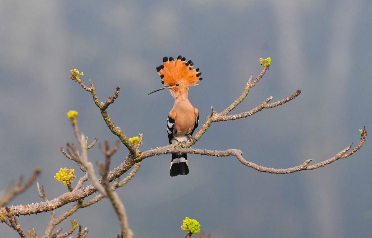 মানুষের ভাষা ‘পড়তে পারা’ হুদহুদের ‘আক্ষেপ’