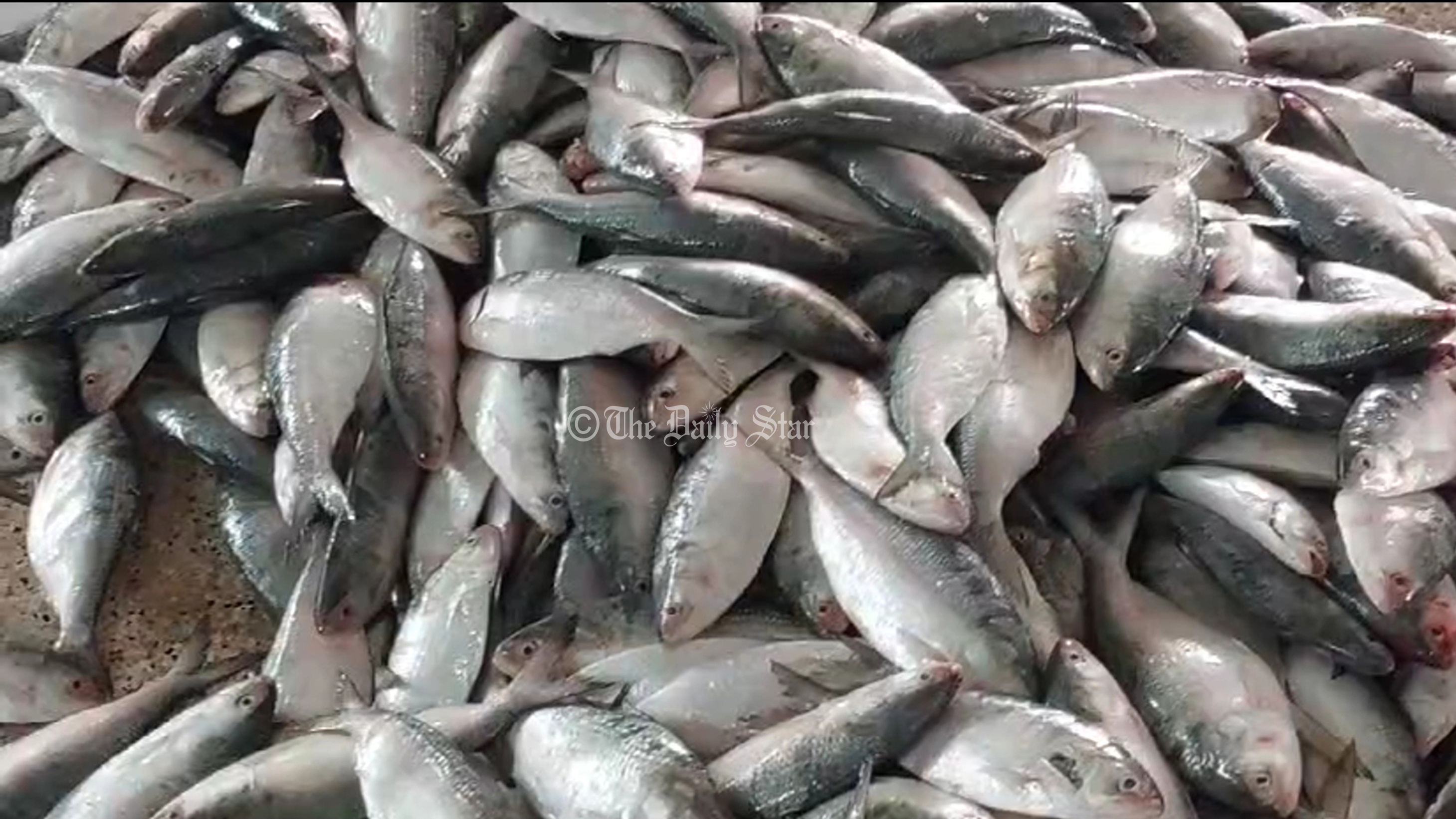 এক টানেই জালে ১৩০ মণ ইলিশ!