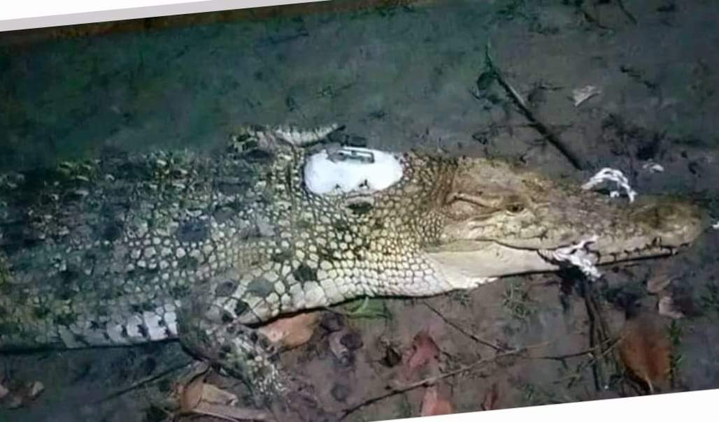 স্যাটেলাইট ট্যাগ লাগানো কুমির লোকালয় থেকে উদ্ধার