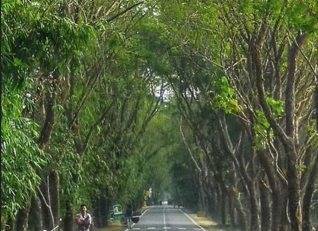 যশোরে ২ হাজারের বেশি গাছ কাটবে বন বিভাগ