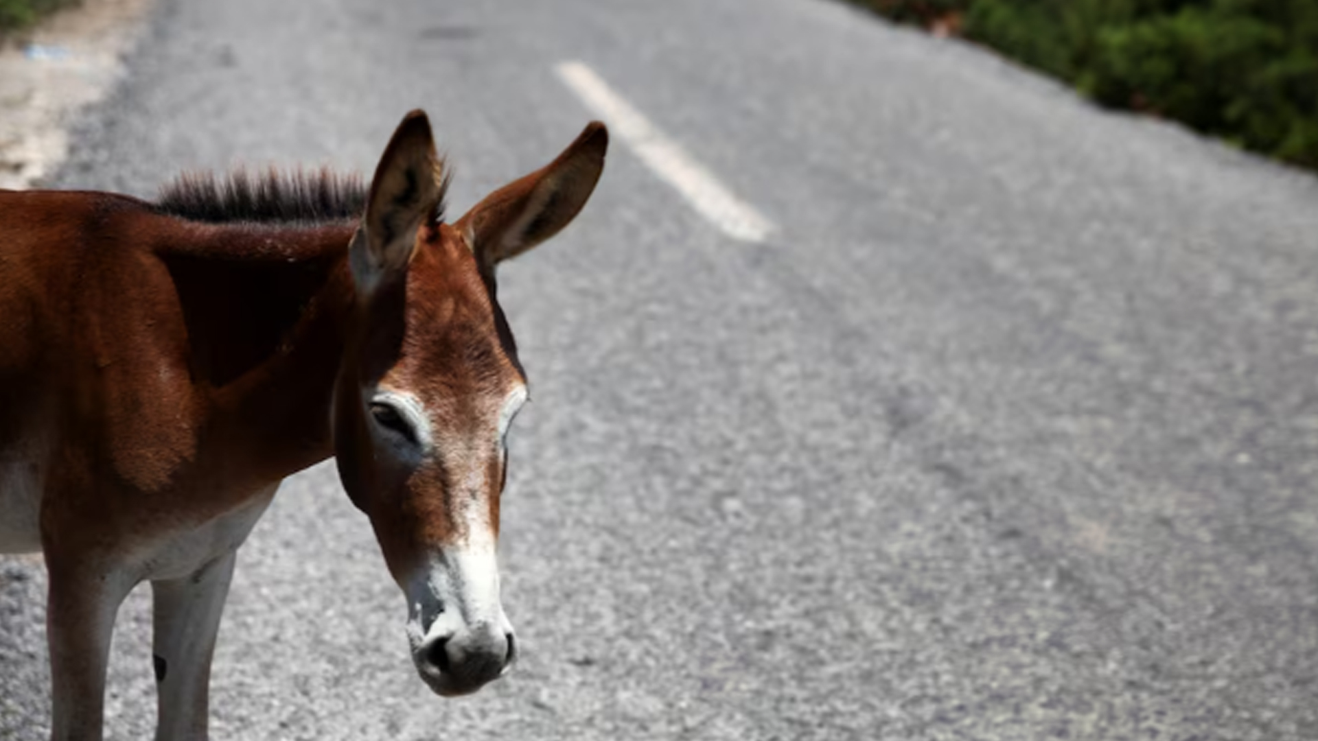 আজ গাধা দিবস