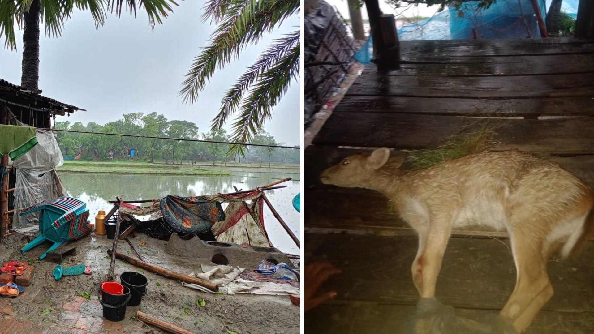 সাতক্ষীরার ৪৮ ইউনিয়ন প্লাবিত, লোকালয়ে হরিণ