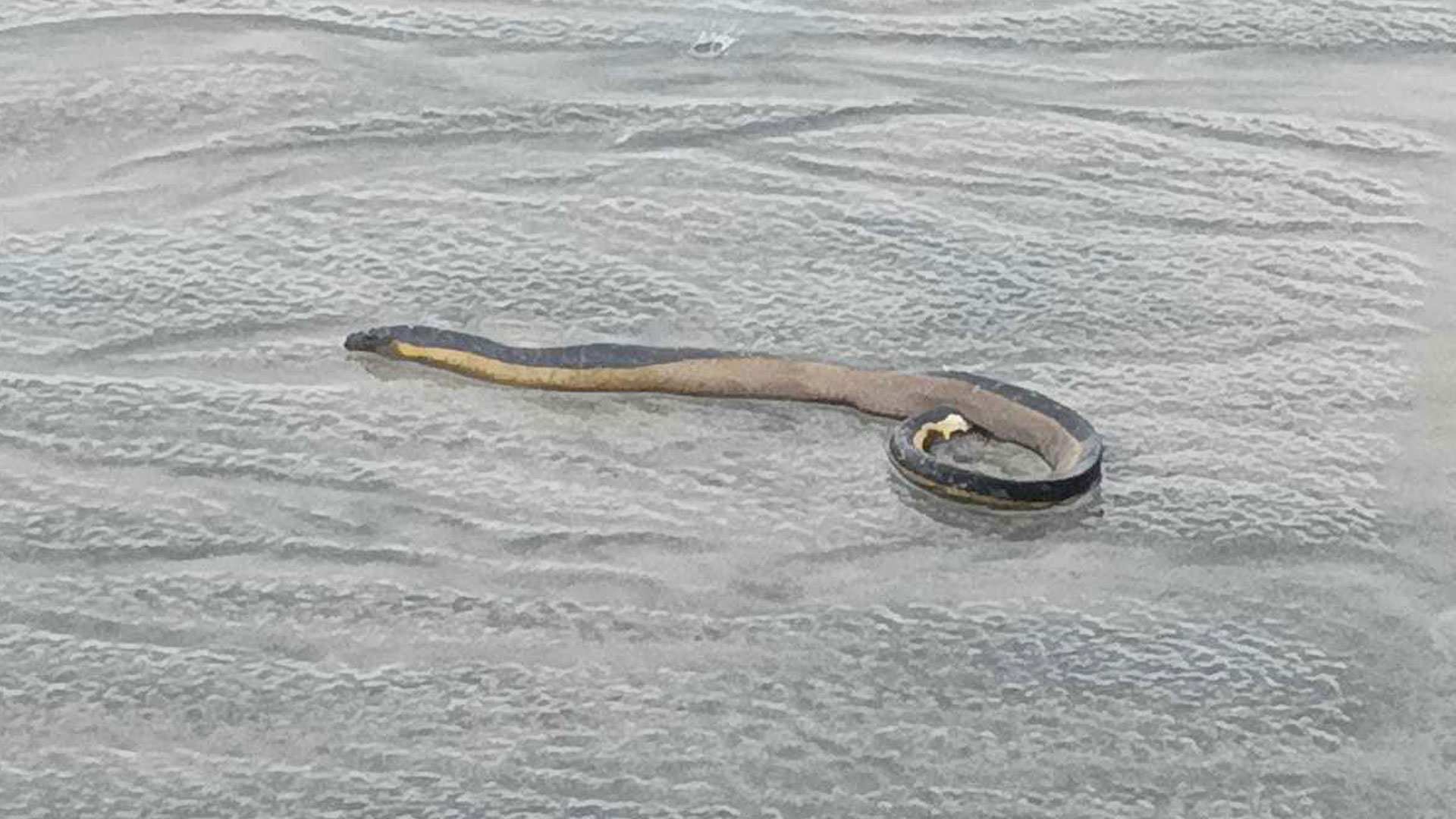 বিরল সামুদ্রিক সাপ ইয়েলো বেলিড সি স্নেক’র দেখা মিলল কুয়াকাটা সমুদ্র সৈকতে