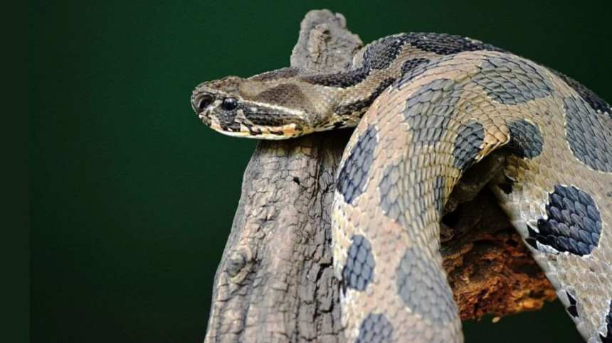রাসেলস ভাইপার বিষয়ে যে দিকনির্দেশনা দিলো পরিবেশ মন্ত্রণালয়