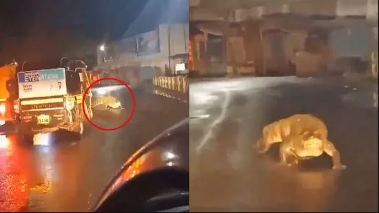 ভারী বৃষ্টির পর মহারাষ্ট্রের রাস্তায় ৮ ফুট লম্বা কুমির