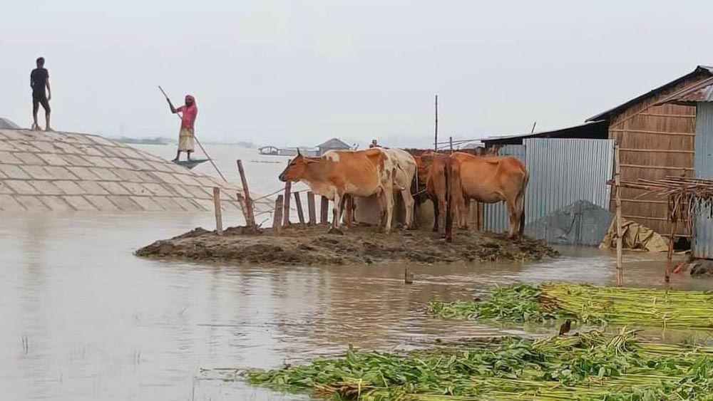 বন্যাকবলিত এলাকায় গো-খাদ্যের তীব্র সংকট