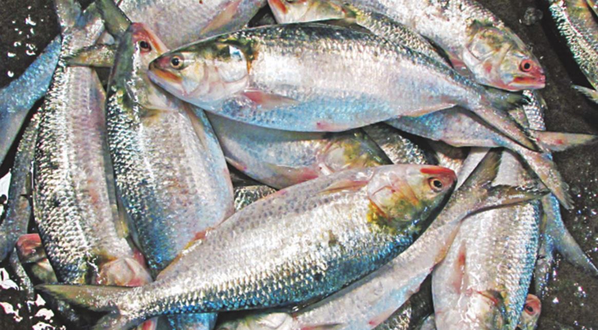 ইলিশ রপ্তানির অনুরোধ করে পররাষ্ট্র উপদেষ্টাকে ভারতীয় ব্যবসায়ীদের চিঠি