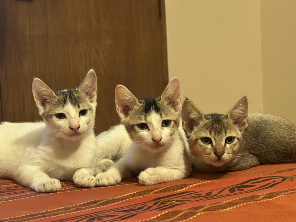 বিড়াল না কিনে অ্যাডপ্ট করুন