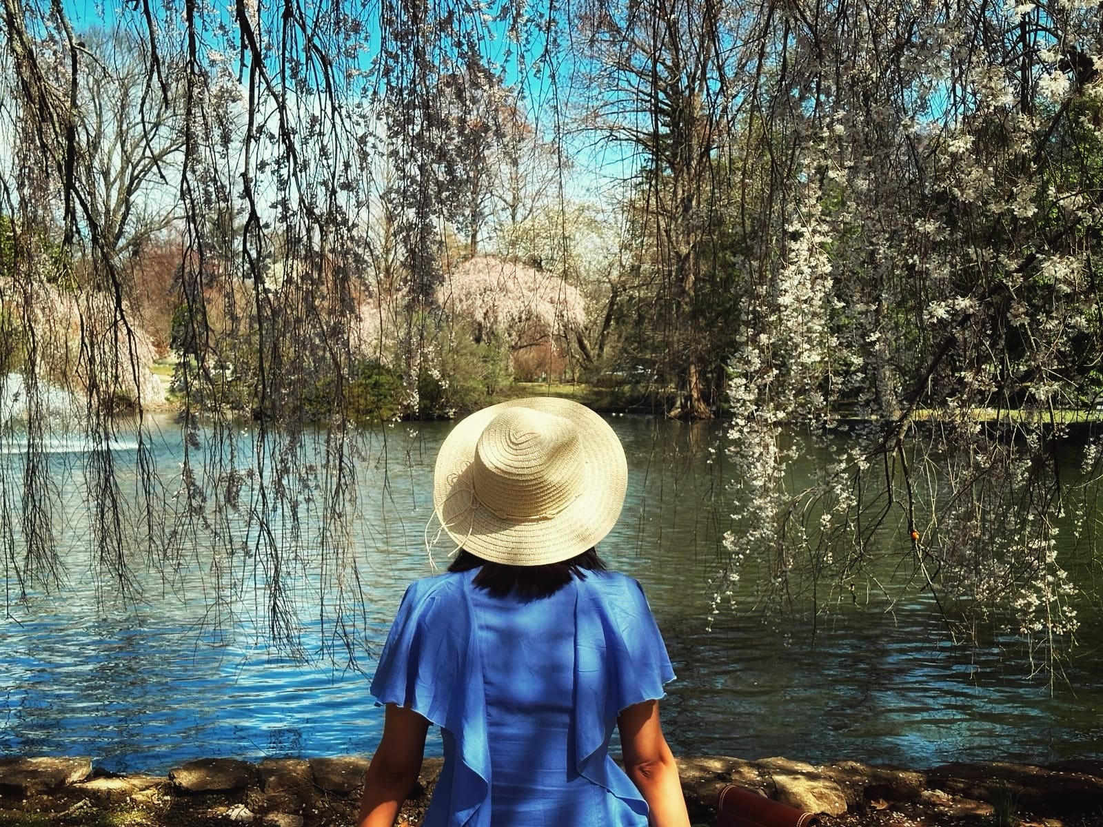 লেক্সিংটন সমাধিক্ষেত্র: বসন্তের একটি দিন আর শত-সহস্র চেরি ফুল