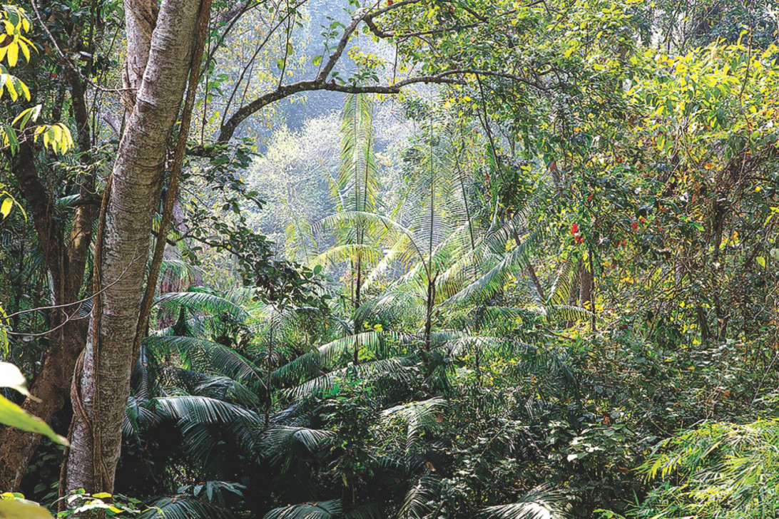 ফরেস্ট বাথিং: জাপানি কায়দায় মনের বিশ্রাম