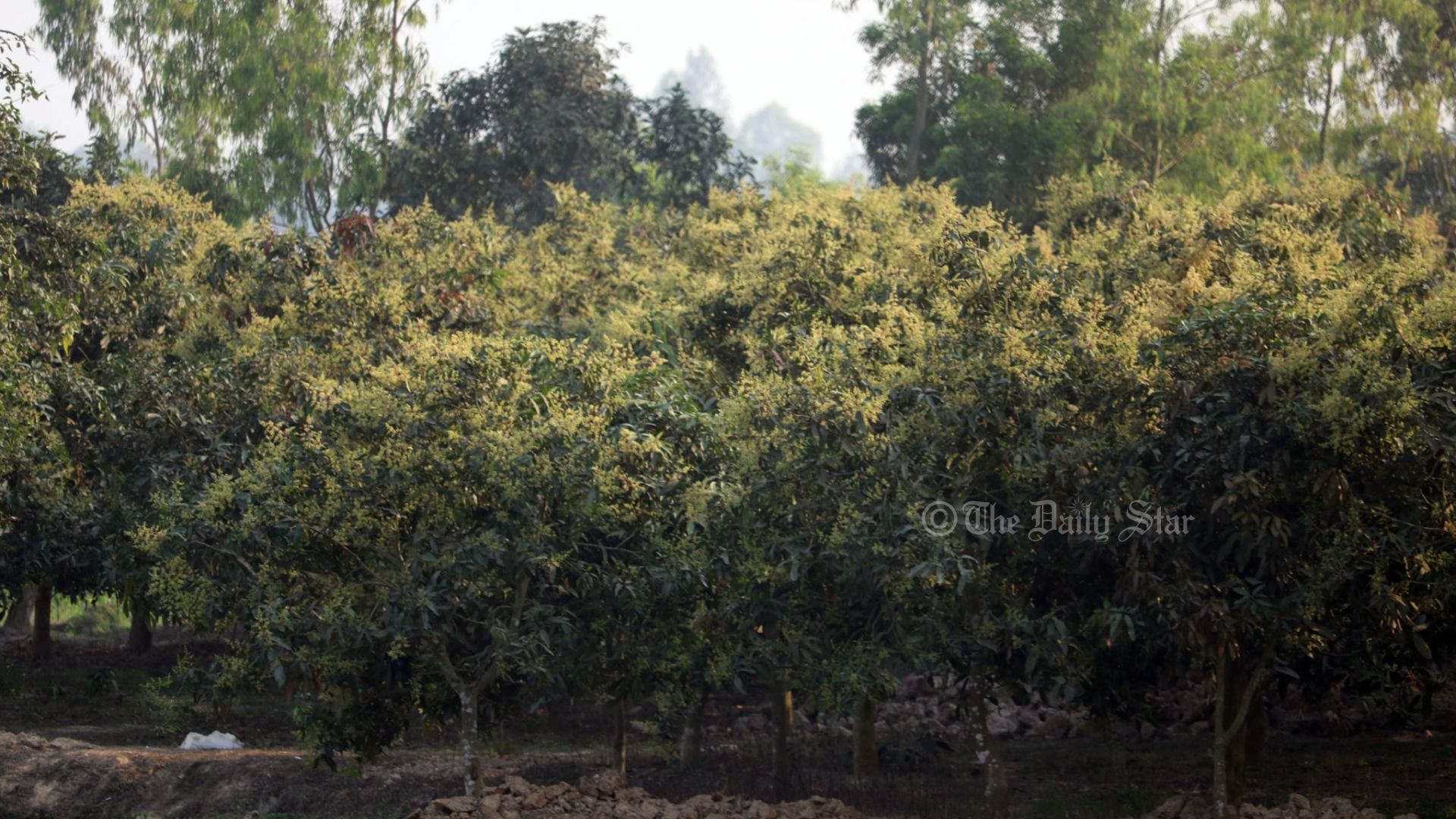 ফুলে ভরপুর লিচু বাগান, রেকর্ড ফলনের আশা