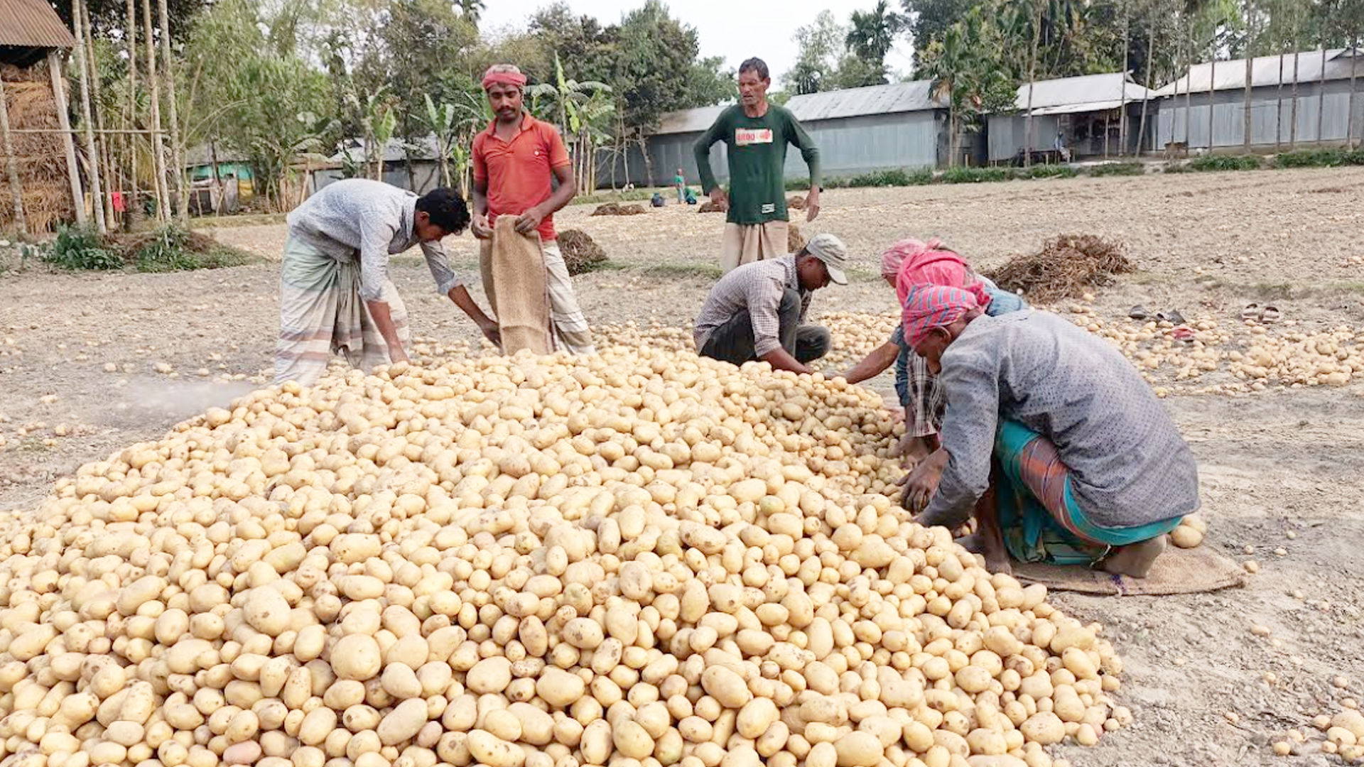 উৎপাদন খরচ না ওঠায় বিপাকে উত্তরাঞ্চলের আলু চাষি