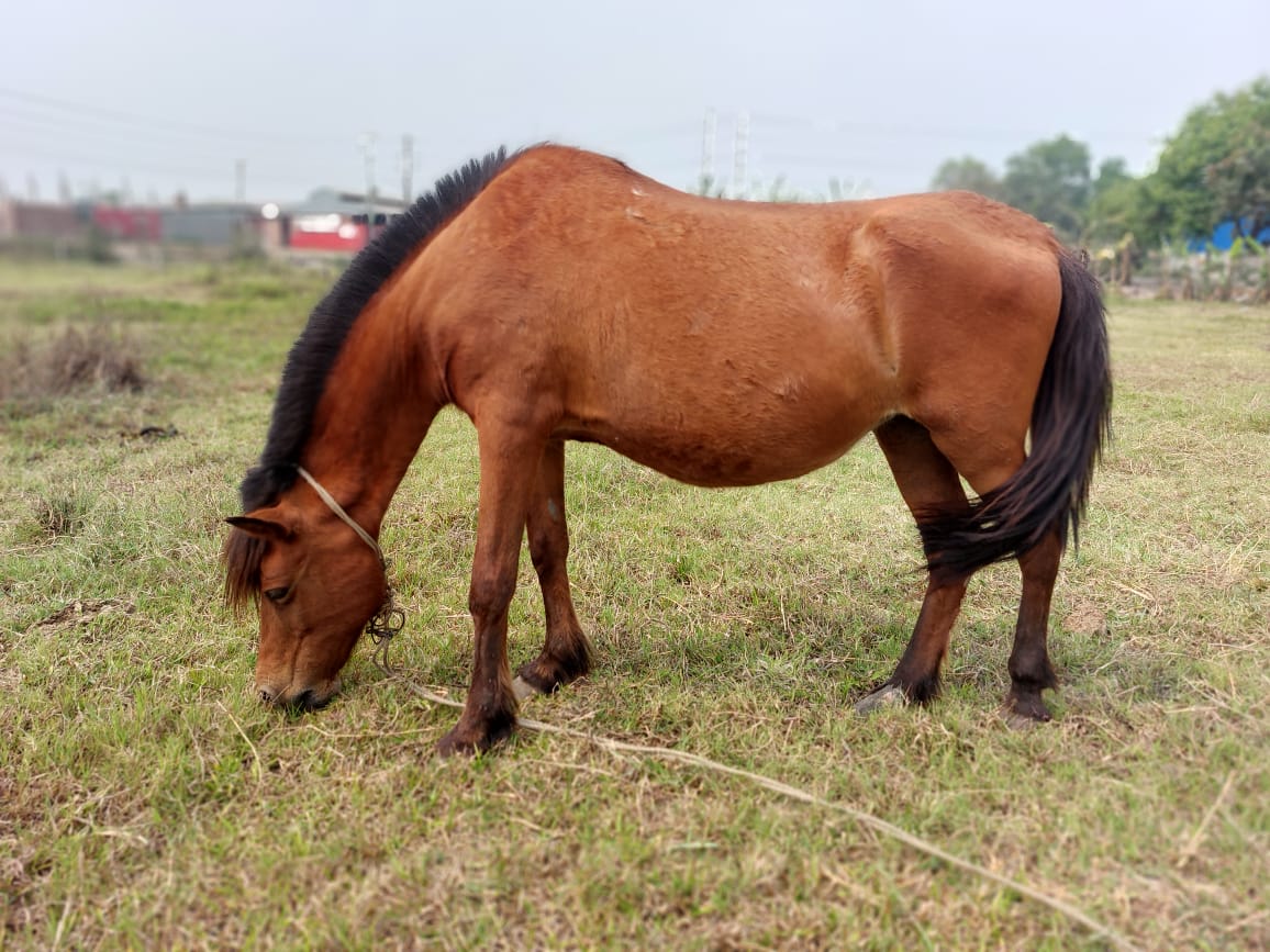 গাজীপুরে ঘোড়া জবাই ও মাংস বিক্রি নিষিদ্ধ ঘোষণা