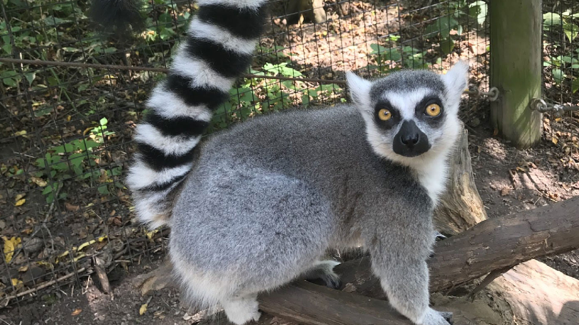 সাফারি পার্কের ৩ লেমুর চুরি: ১৫ দিনে ঘটনাস্থল পরিদর্শন করেনি পুলিশ