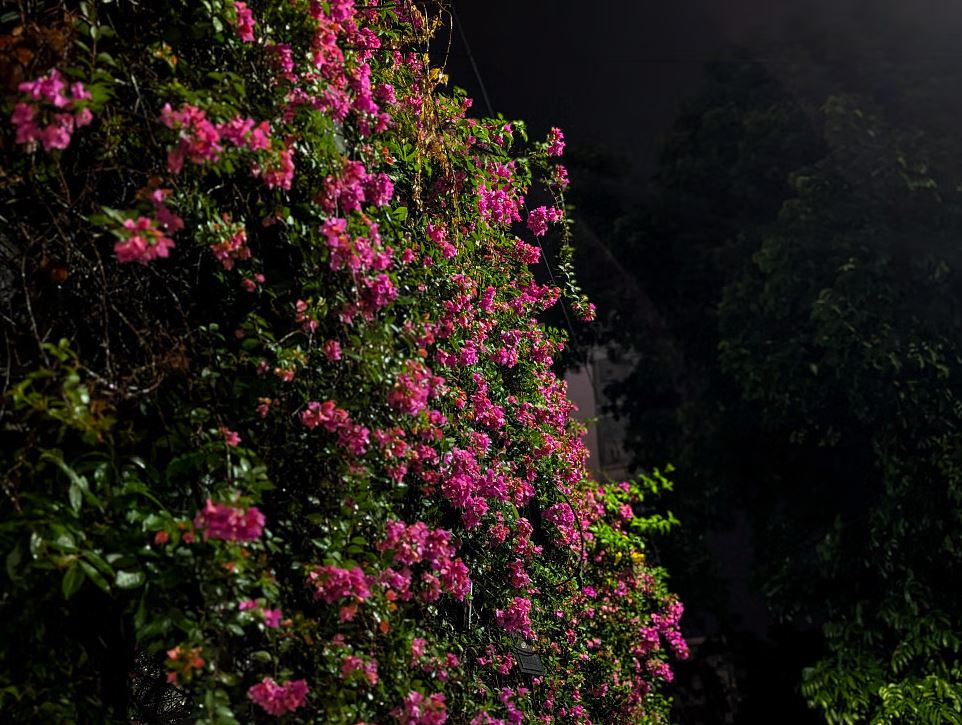 ধূসর ঢাকায় প্রাণ এনেছে বাগানবিলাস