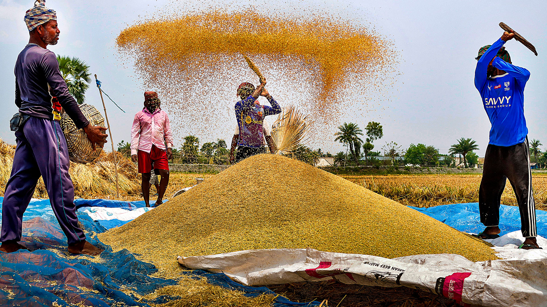 ‘ধানে ধান লাগি বাজিছে বাজনা গন্ধ উড়িছে বায়’