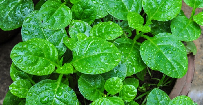 পুঁইশাকে মিলবে যেসব উপকারিতা, সতর্ক থাকতে হবে কাদের