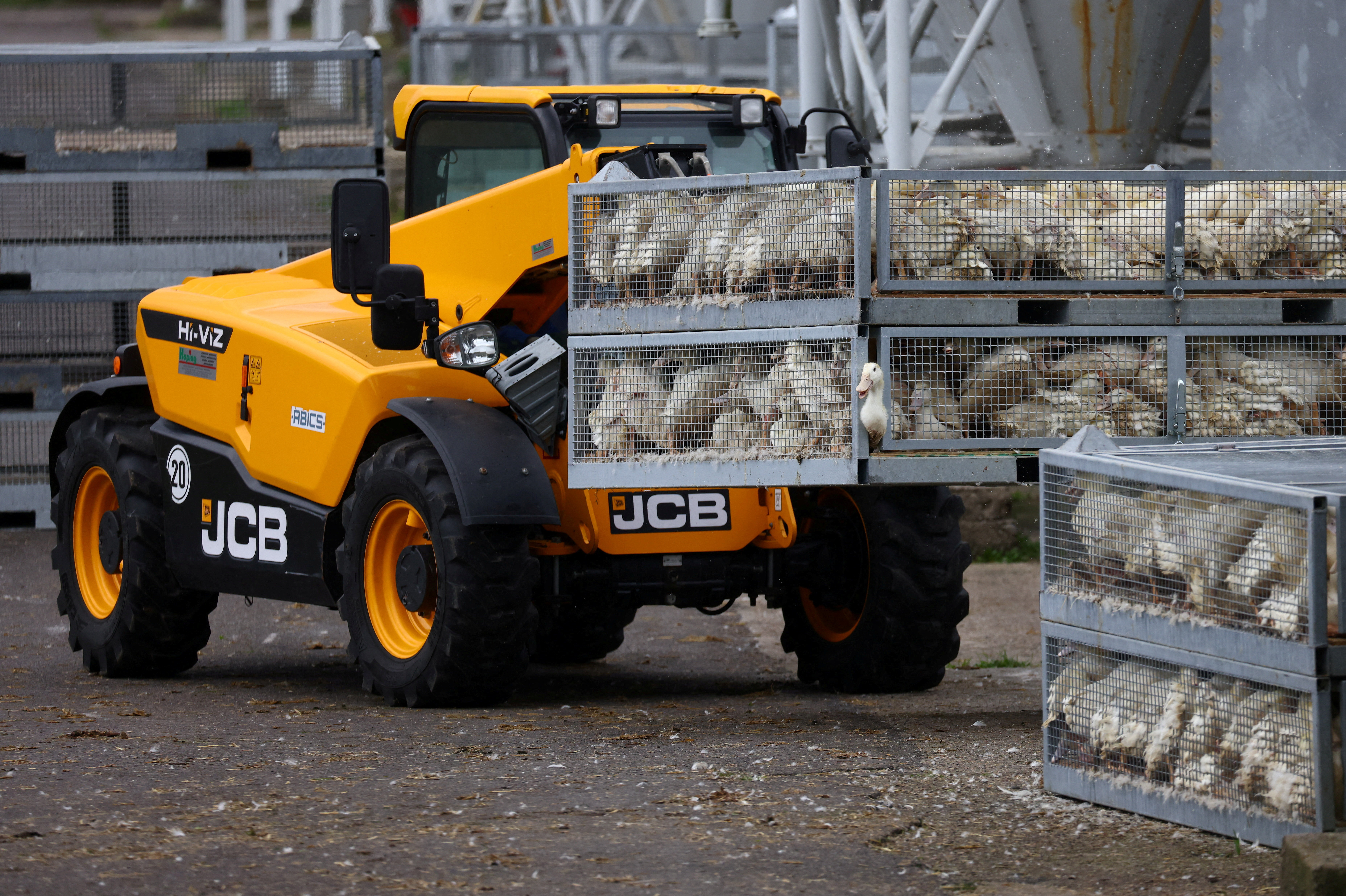 জার্মানিতে লাখো হাঁস-মুরগি নিধনের নির্দেশ