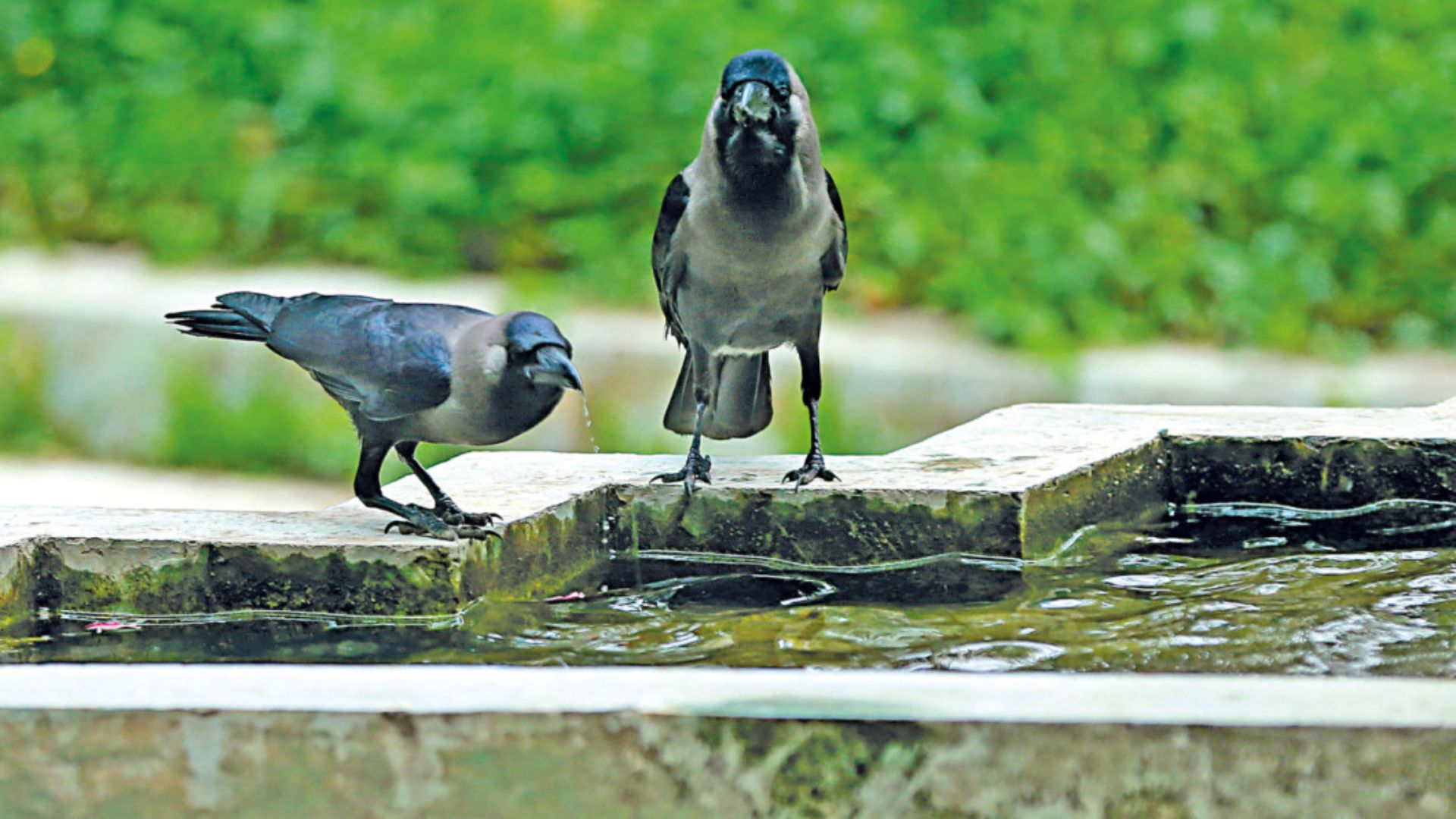 এ শহরের কাকেরা কোথায় গেল