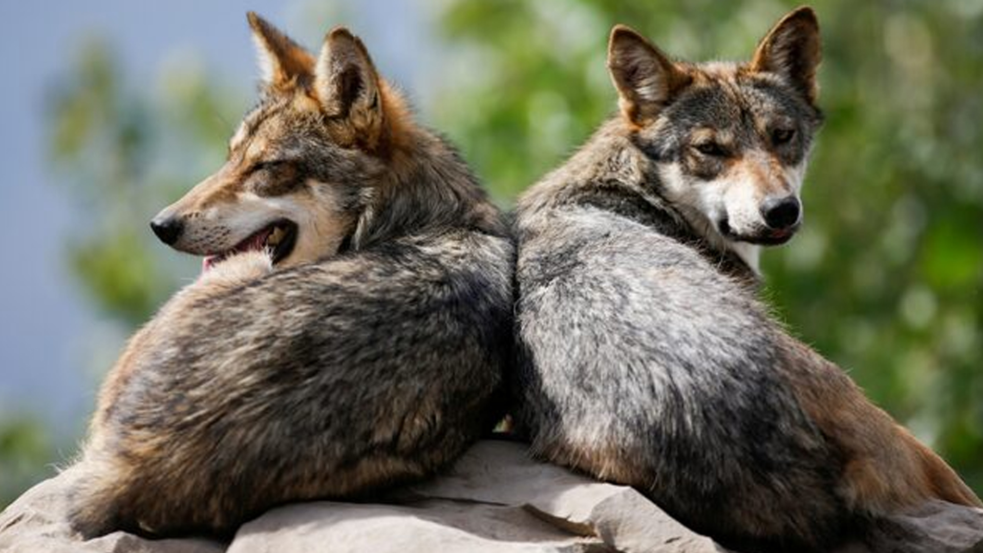 নেকড়ে কেন রাতে বের হয়?