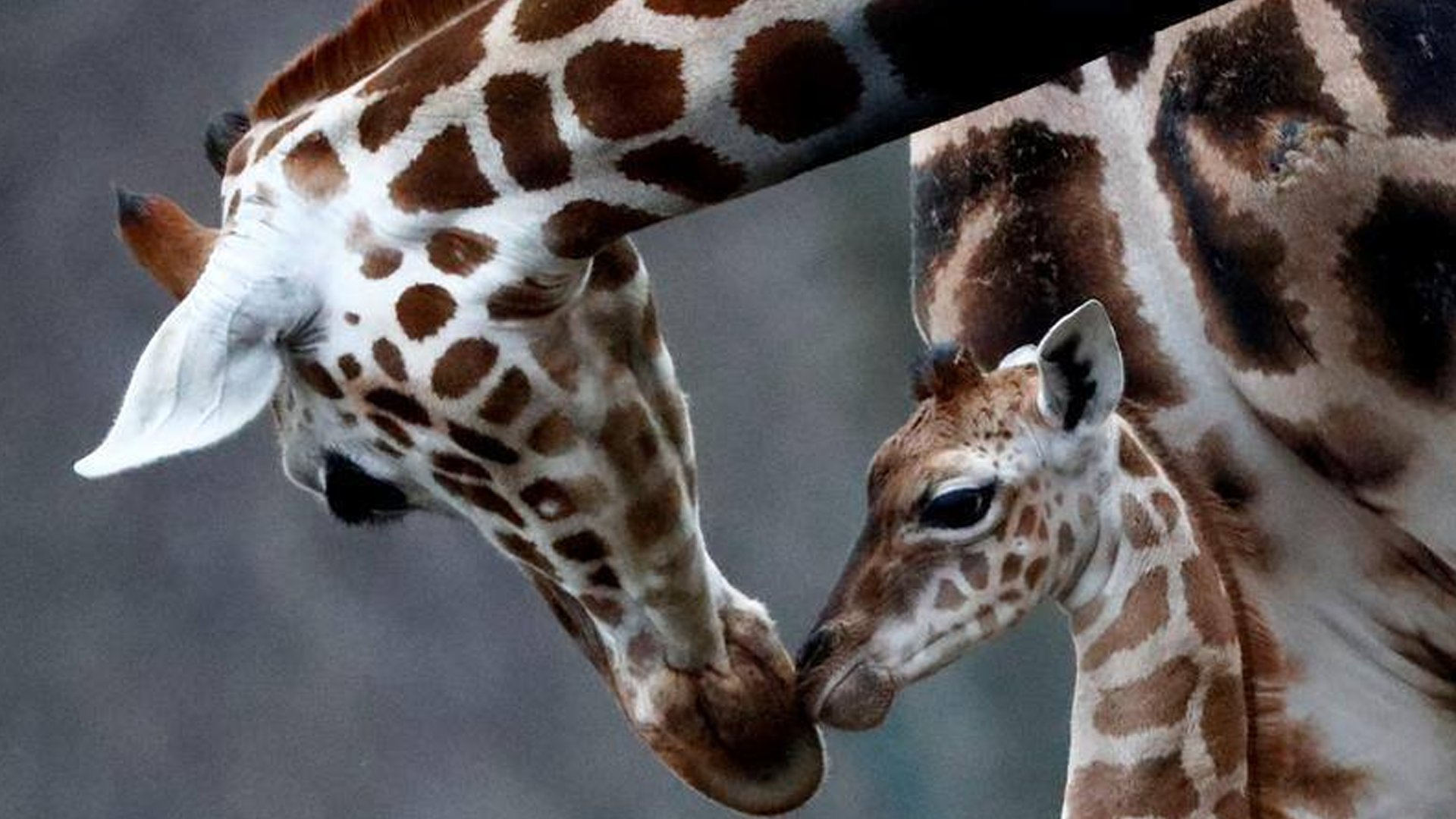 জিরাফের গায়ে দাগ থাকে কেন