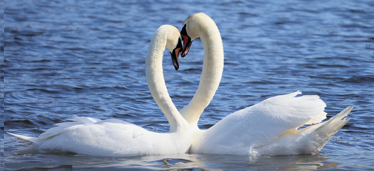 অ্যালবাট্রস। ছবি: সংগৃহীত