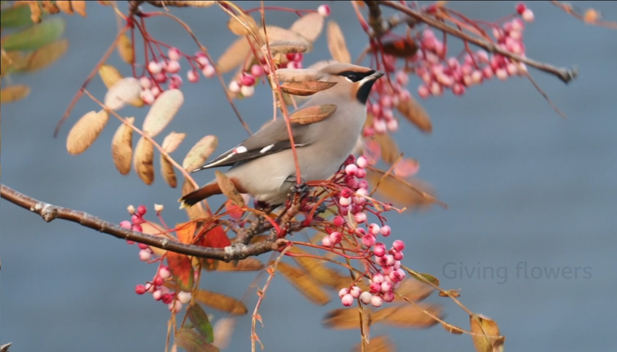 ওয়াক্সউইং পাখি। ছবি: সংগৃহীত