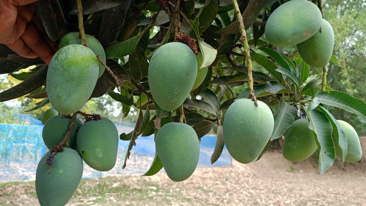 Mango