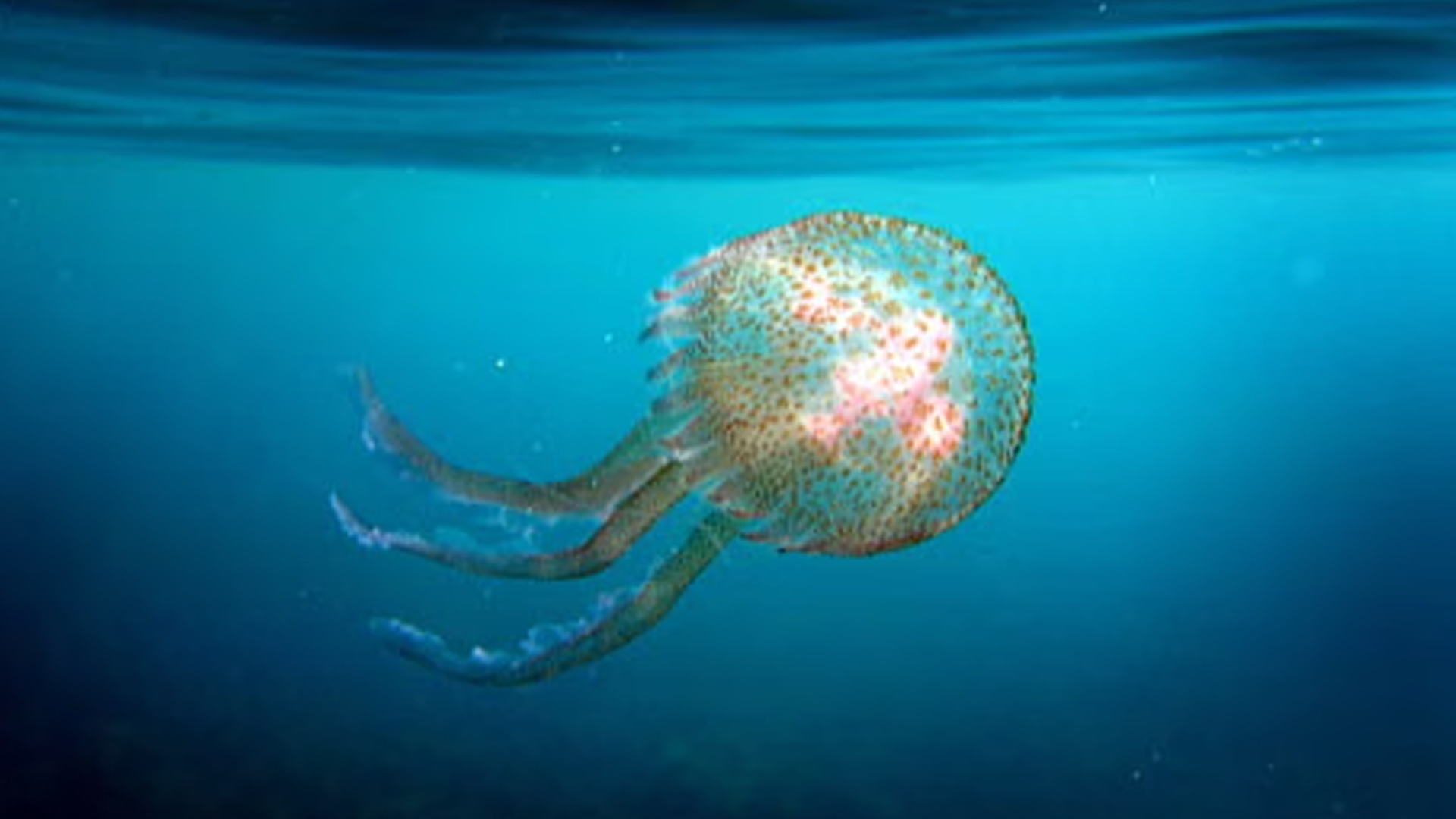 জেলিফিশ। ছবি: রয়টার্স