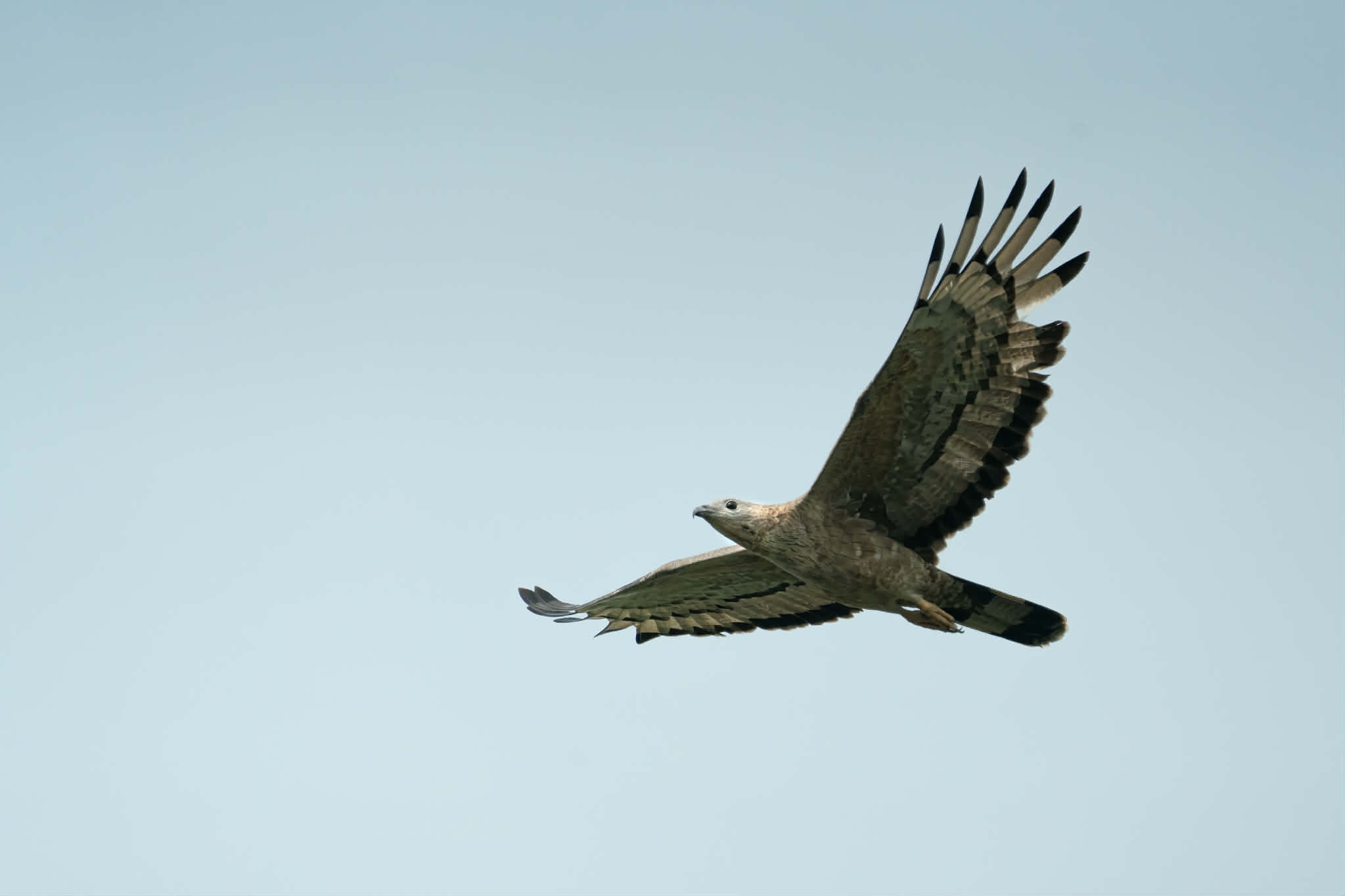 উদয়ী মধুরাজ