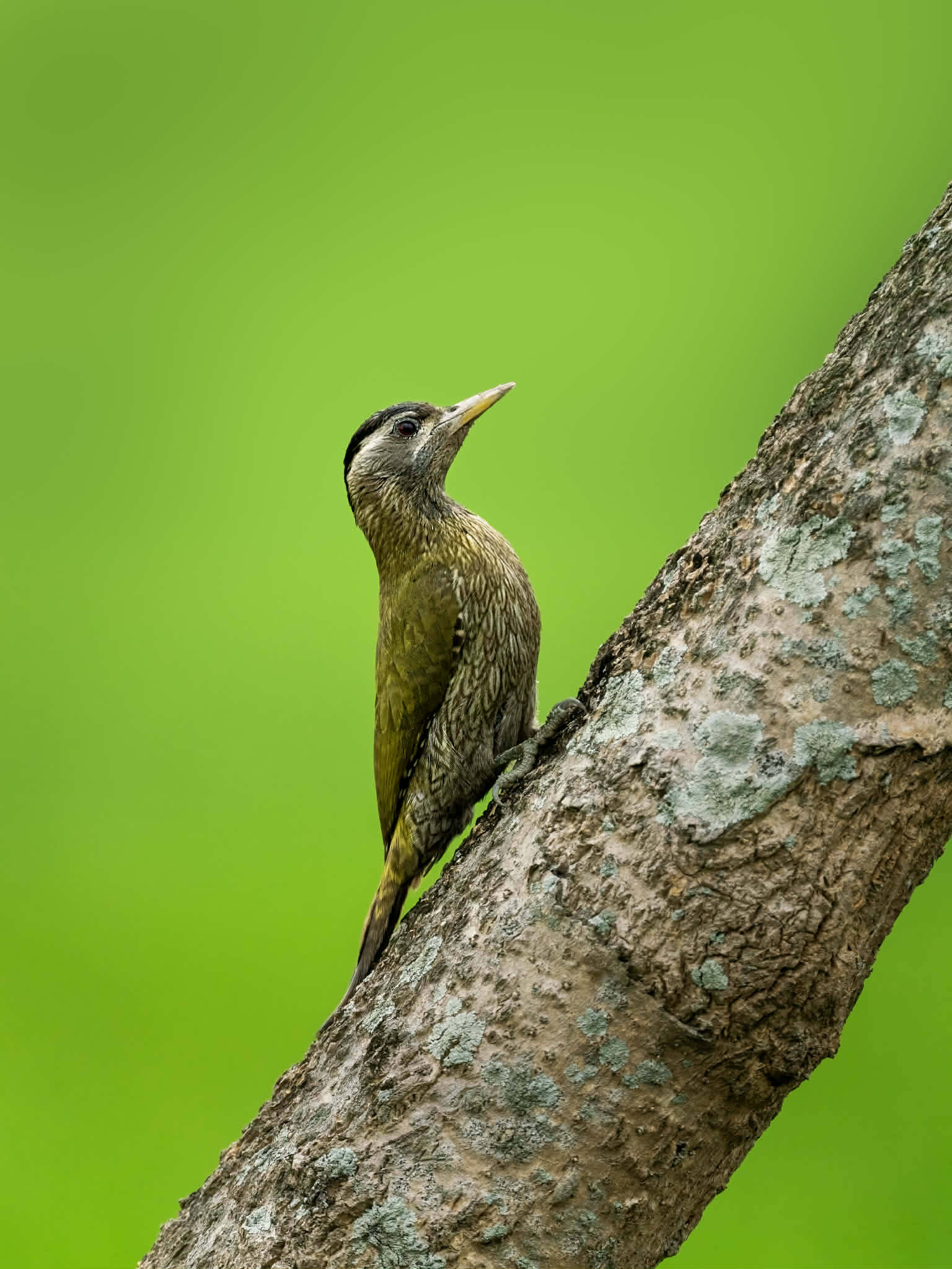 দাগি গলা কাঠঠোকরা
