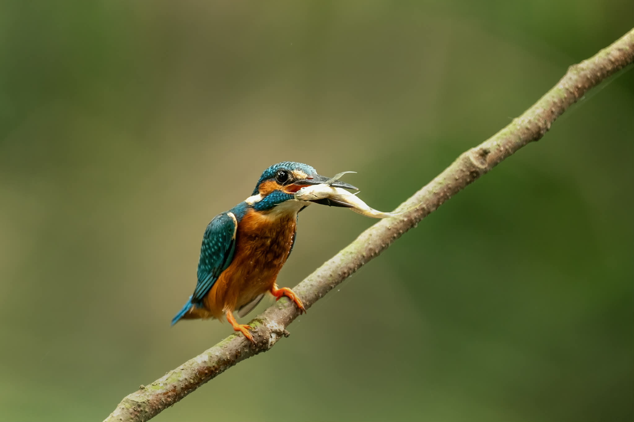 পাতি মাছরাঙা