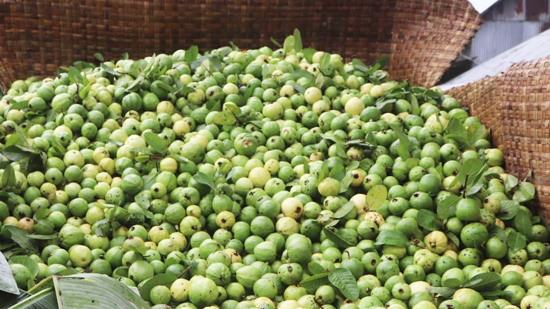 চাষিরা জানান, এ বছর অন্তত অর্ধেক পেয়ারায় ছিদ্র বা কালো দাগ দেখা দিয়েছে। ফলে এসব পেয়ারা বাজারে বিক্রির অনুপযোগী হয়ে পড়েছে।