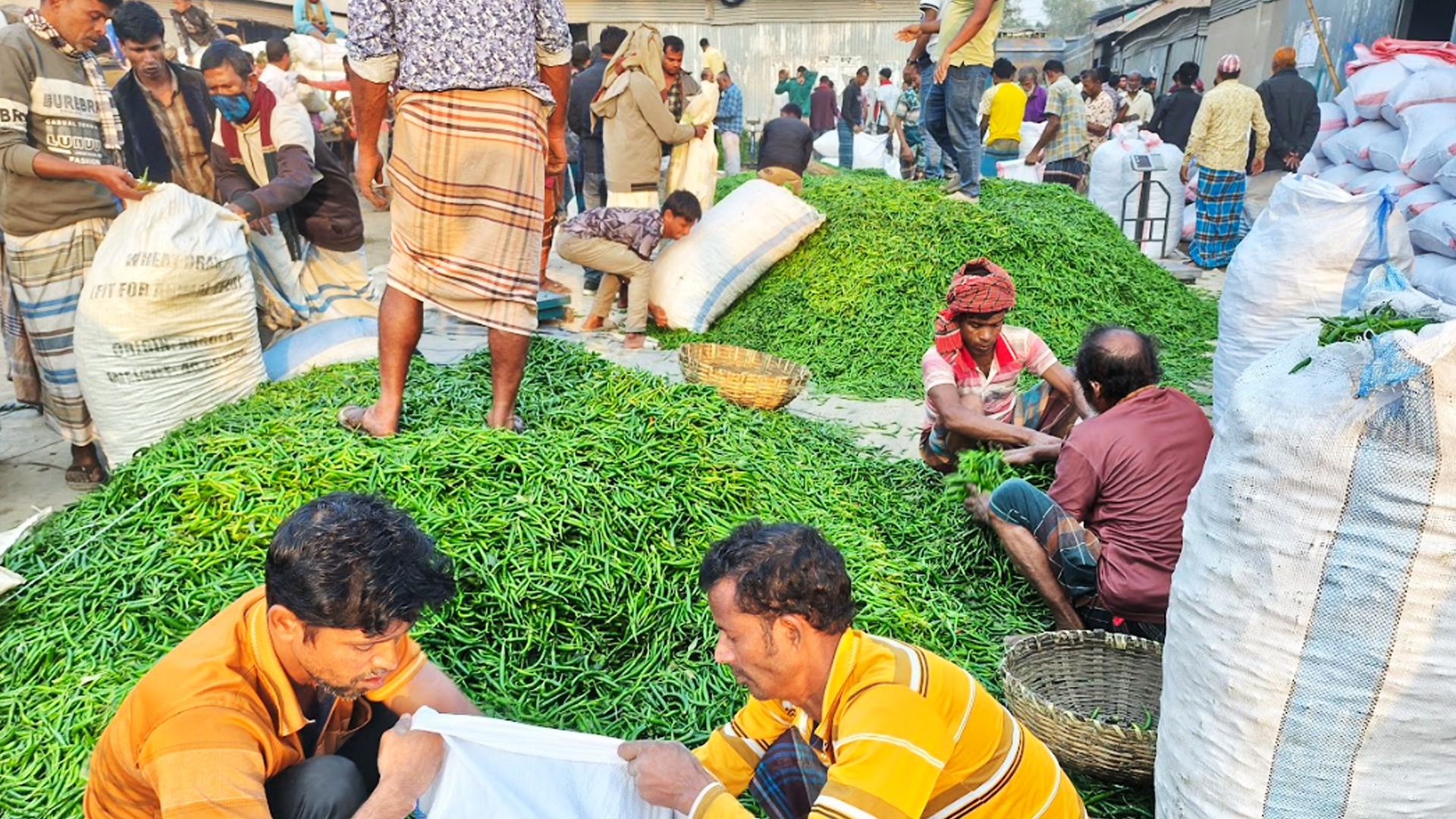 মালয়েশিয়ায় যাচ্ছে জামালপুরের কাঁচা মরিচ