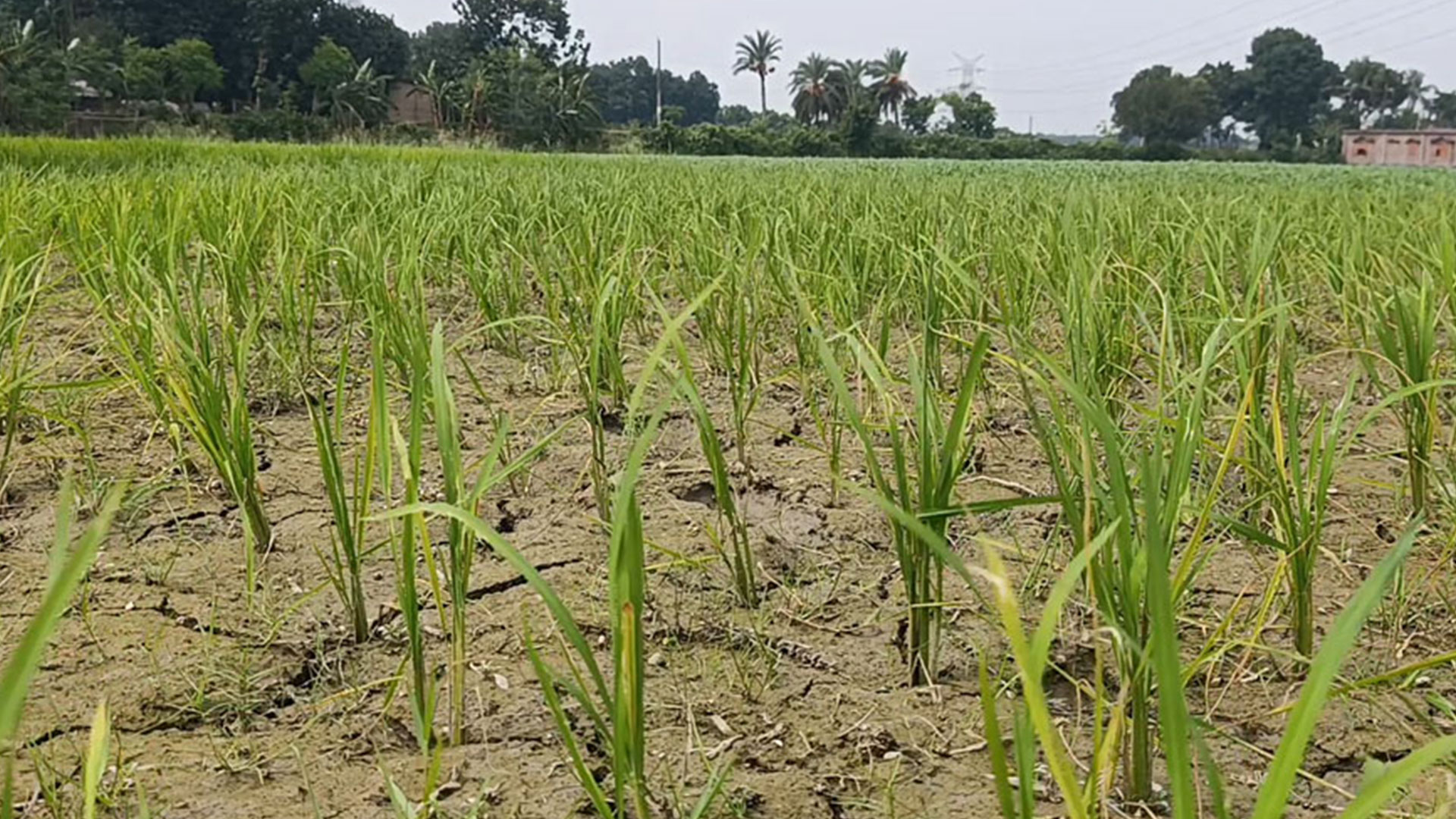 সেচের অভাবে জমি শুকিয়ে কাঠ