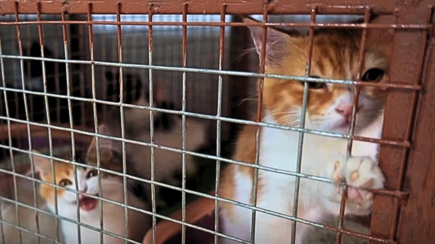 মধ্যপ্রাচ্যে গৃহহীন বিড়াল। 