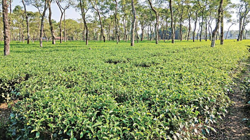 tea-cultivation