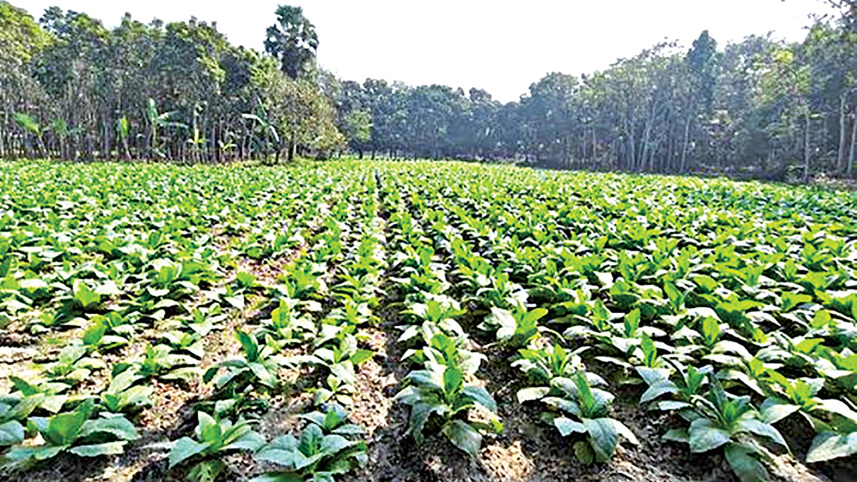 ছবি: স্টার।