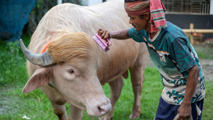 Buffalo