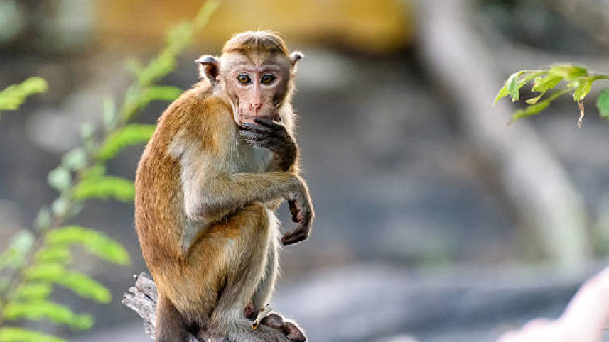 monkey