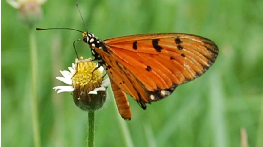 টাউনি কোস্টার। 