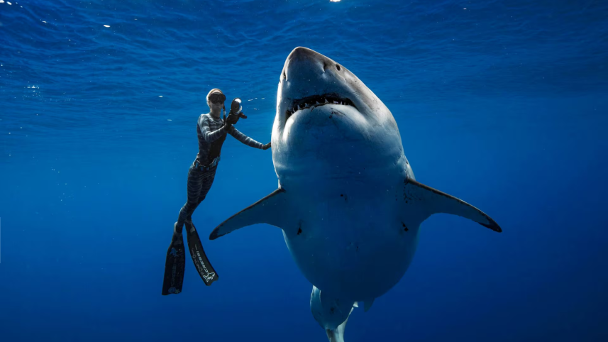 Basking Shark