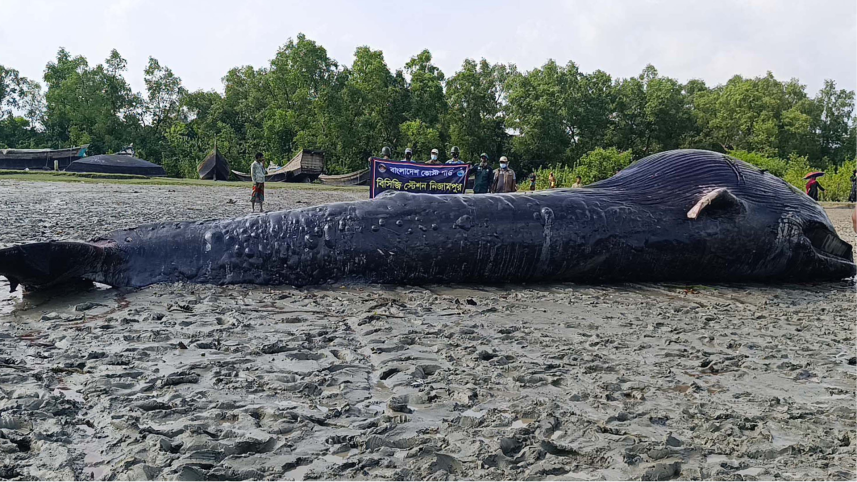 মৃত তিমি