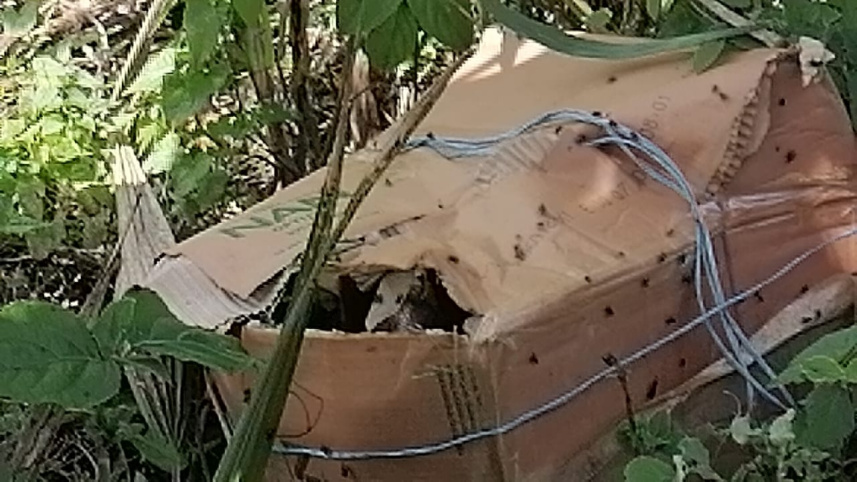 কার্টন