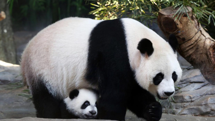 Panda